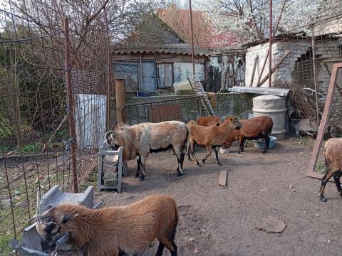 Kameruni juhok eladók