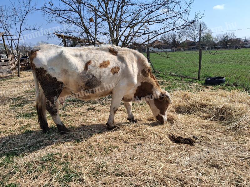 Tehén eladó
