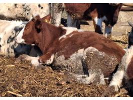 Vörös fríz üsző eladó