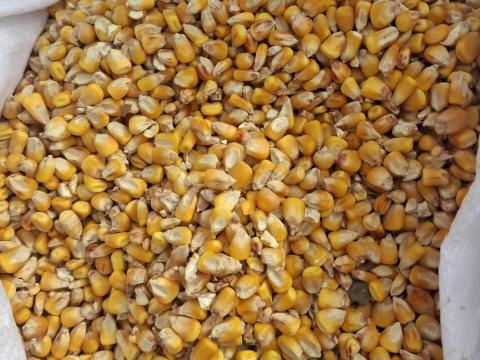 Kukorica nagyobb tételben eladó