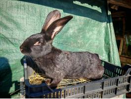 Német óriás anya nyúl Eladó