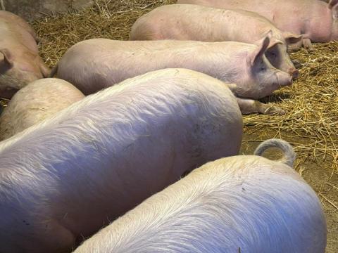 Eladó 9 db 120-150 kg-os hízó sertés Baranya megyében