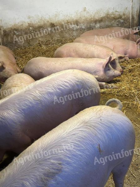 Eladó 9 db 120-150 kg-os hízó sertés Baranya megyében