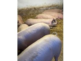 Eladó 9 db 120-150 kg-os hízó sertés Baranya megyében