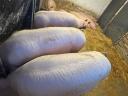 Eladó 9 db 120-150 kg-os hízó sertés Baranya megyében