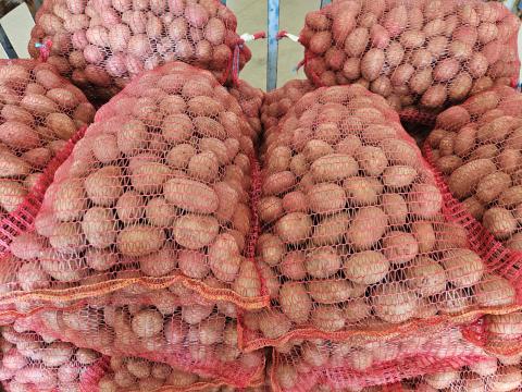 Balatoni rózsa vetőburgonya eladó