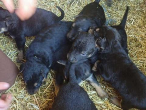 Új gazdit keresnek. Sinka kiskutyák