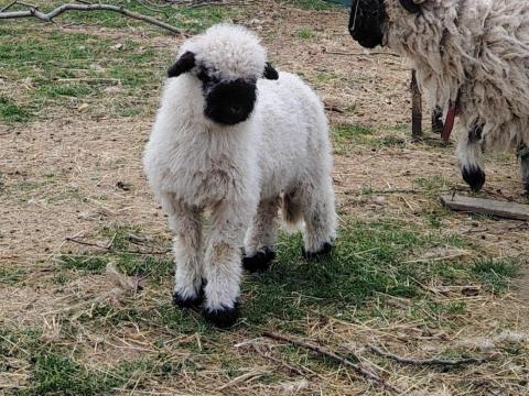 Wallisi jerke bárány eladó – kivételesen szelíd, intelligens