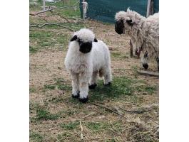 Wallisi jerke bárány eladó – kivételesen szelíd, intelligens