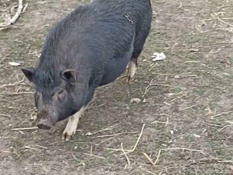 Vietnámi koca eladó