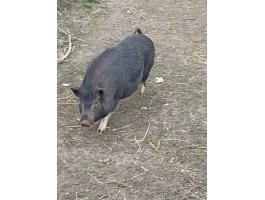 Vietnámi koca eladó