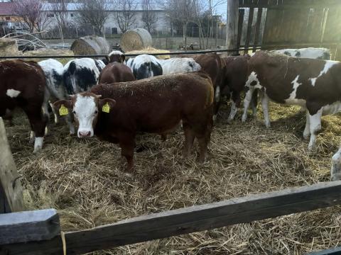 Eladó 21 db egyéb húshasznú szarvasmarha (12 bika,  9 üsző) – egyben