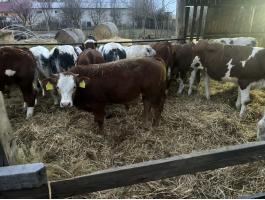 Eladó 21 db egyéb húshasznú szarvasmarha (12 bika,  9 üsző) – egyben