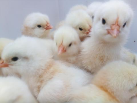 Sussex csibe eladó Pápán