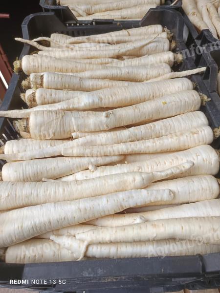 Fehér répa eladó termelőtől