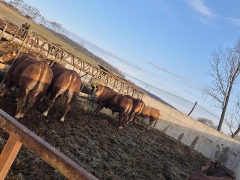 Nagysúlyú bikák eladók