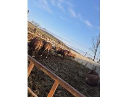 Nagysúlyú bikák eladók