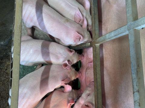 Törzskönyves nagy fehér Anyától apától kan & koca tenyészmalacok