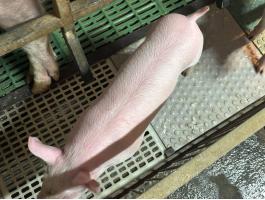 Törzskönyves nagy fehér Anyától apától kan & koca tenyészmalacok