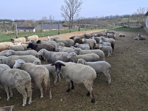 Selejt/vágó juh eladó