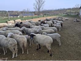 Selejt/vágó juh eladó