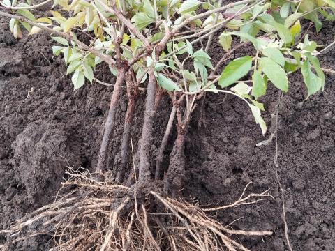 Bodza dugvány eladó Bodza dugvány eladó