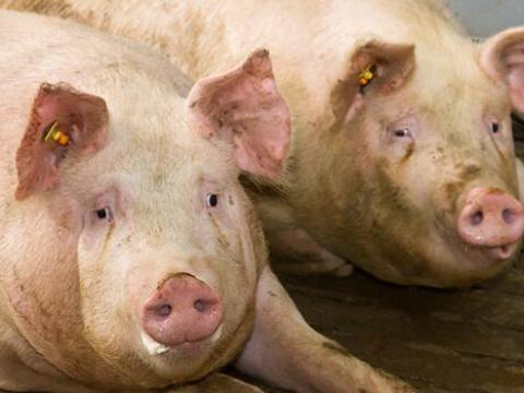 Hústípusú hízott kocák eladók!