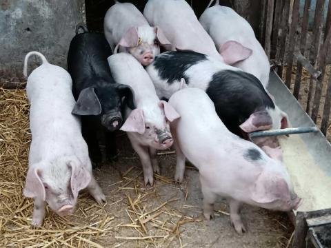 Eladó választási malacok.