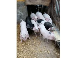 Eladó választási malacok.