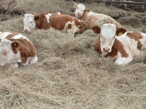 3 magyartarka üsző eladó
