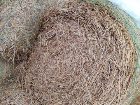 Kiváló minőségű takart zabszalma eladó
