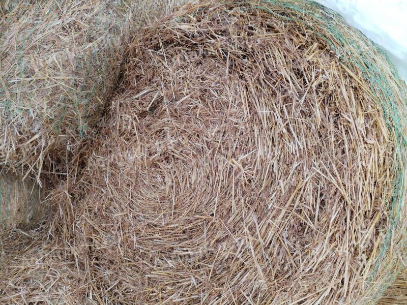 Kiváló minőségű takart zabszalma eladó