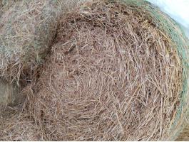 Kiváló minőségű takart zabszalma eladó