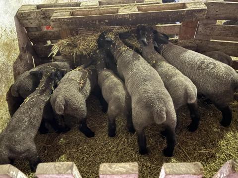 Eladó Suffolk kosbárányok