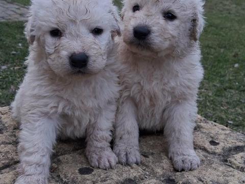 Kuvasz jellegű kölykök kóltöznének kecskemétről