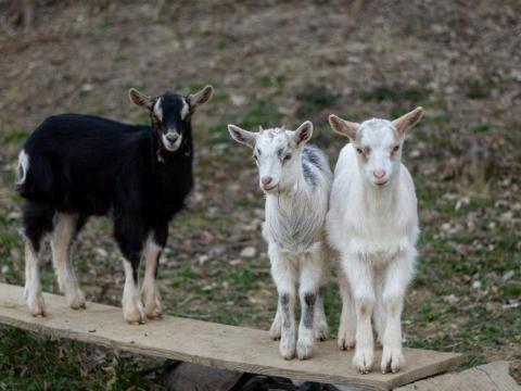 10 hetes bak gidák eladók