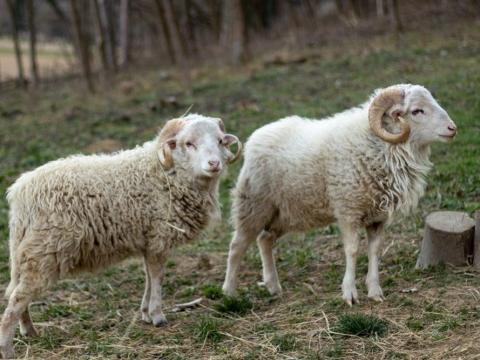 Ouessant x cikta kos birkák eladók