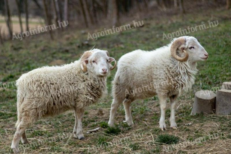 Ouessant x cikta kos birkák eladók