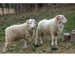 Ouessant x cikta kos birkák eladók