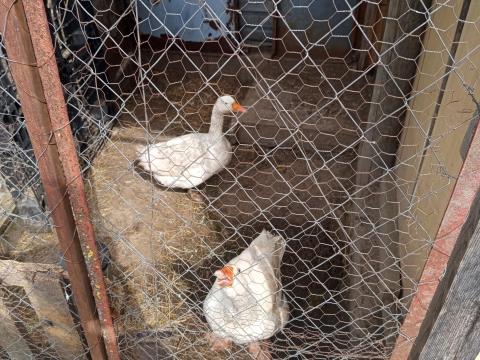 Eladó fehér libapár