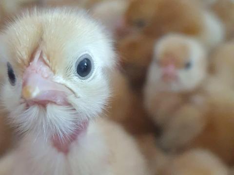 Naposcsibe,  napos csirke