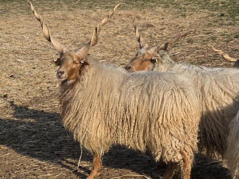 Magyar és gyimesi racka kosok törzstenyésztőtől
