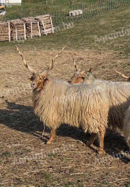 Magyar racka kosok törzstenyésztőtől