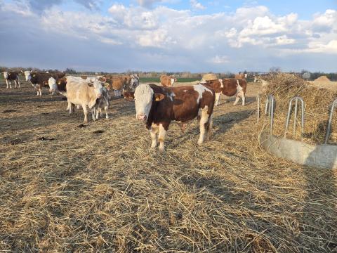 Magyartarka Tenyészbika