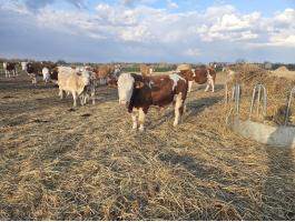 Magyartarka Tenyészbika