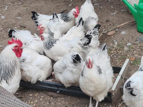 Világos Sussex keltetőtojás eladó Világos Sussex keltetőtojás eladó