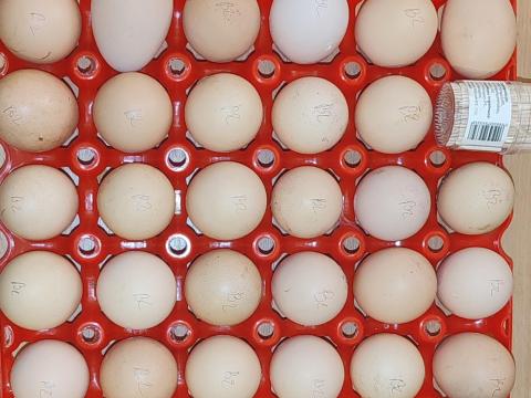 Óriás Brahma keltetőtojás vegyes színekben