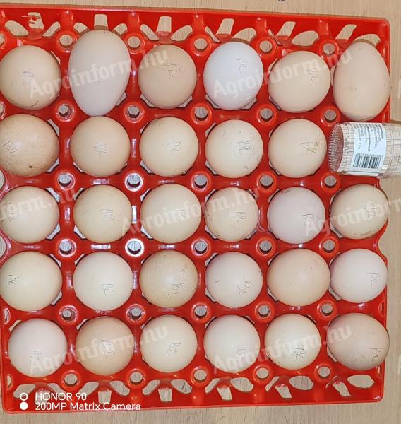 Óriás Brahma keltetőtojás vegyes színekben