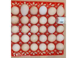 Óriás Brahma keltetőtojás vegyes színekben