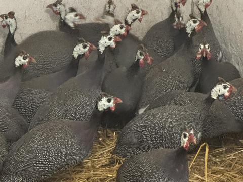 Gyöngytyúk eladó Gyöngytyúk eladó